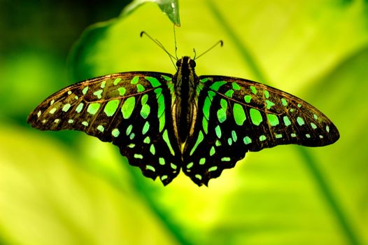 butterfly with natural background