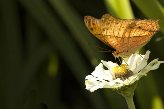 butterfly with natural background