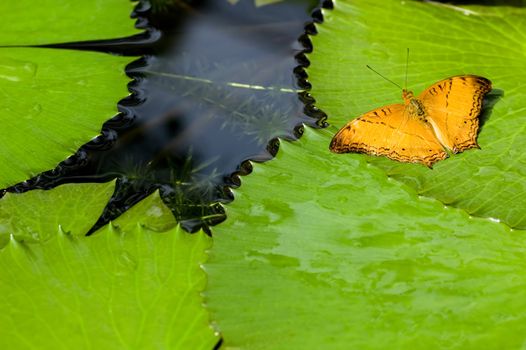 butterfly with natural background