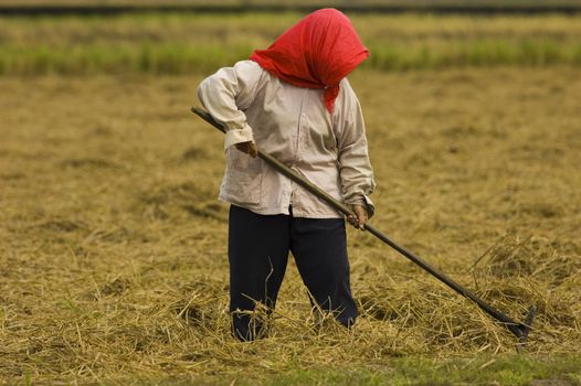 farmer harvesting crops 