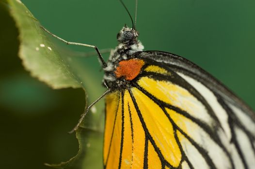 butterfly with green background
