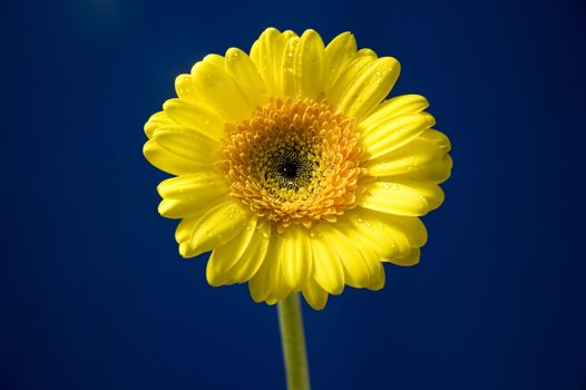 gerbera flower