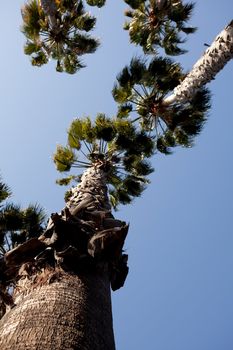 California Fan Palm (Washingtonia filifera) is a palm native to the desert oases of Central, southern and southwestern Arizona, southern Nevada, extreme northwest Mexico and the inland deserts of Southern California.