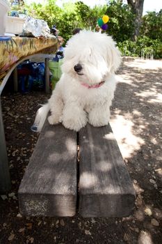 Coton de Tul�ar is a small breed of dog. It is named after the city of Tulear in Madagascar, and for its cottony textured coat