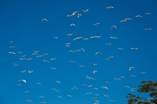 australian birds in the tropical area, northern territory