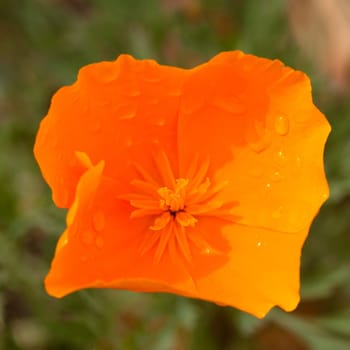 California poppy (Eschscholzia californica) is native to grassy and open areas from sea level to 2,000m (6,500 feet) altitude in the western United States throughout California