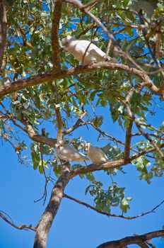 australian birds in the tropical area, northern territory