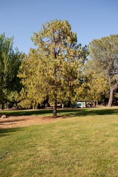 Eastern White Pine (Pinus strobus) is a large pine native to eastern North America, occurring from Newfoundland west to Minnesota and southeastern Manitoba, and south along the Appalachian Mountains to the extreme north of Georgia.