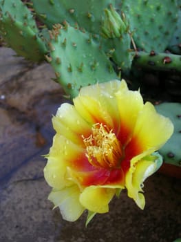 Yellow and red flower of a prickly pear cactus