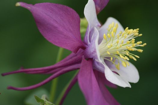 Purple columbine with yellow stamens