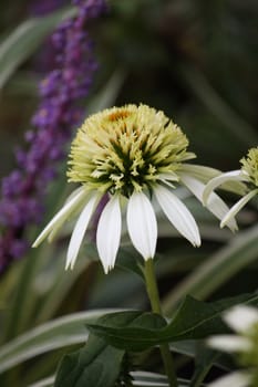 White and lime green flower of the Coconut Lime Echinacea