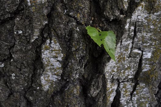 old birch