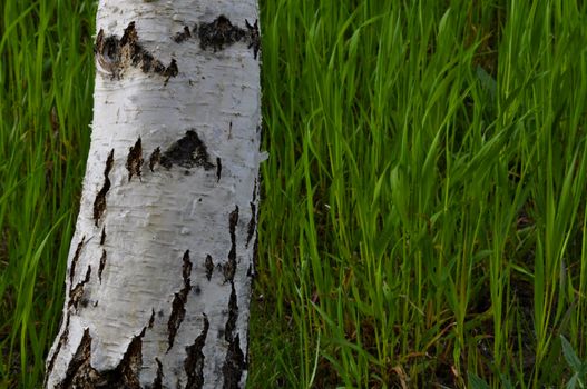 a birch in front of a grass background