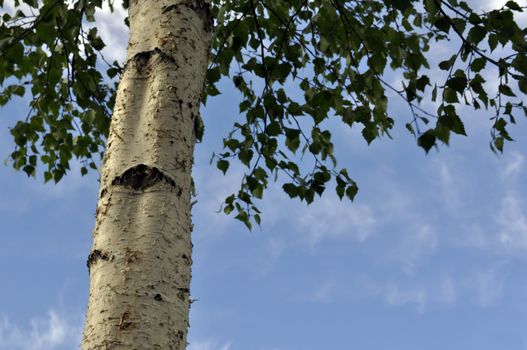 a birch on a sky background