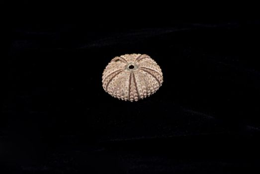 Perfectly formed specimen of a sea urchin. Incredible detail. Shot in studio under controlled lighting conditions