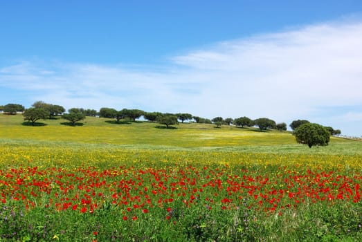 Poppies  in colored field,  alentejo region, Portugal.