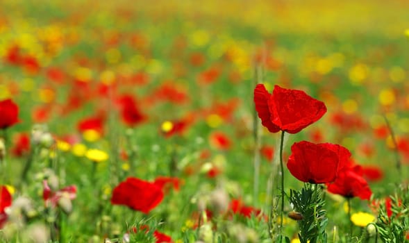 Poppies  in colored field,  alentejo region, Portugal.