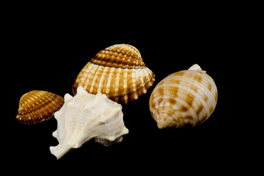 Close up of various seashells covering the whole image