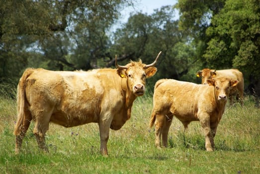 The cows graze in the green field.