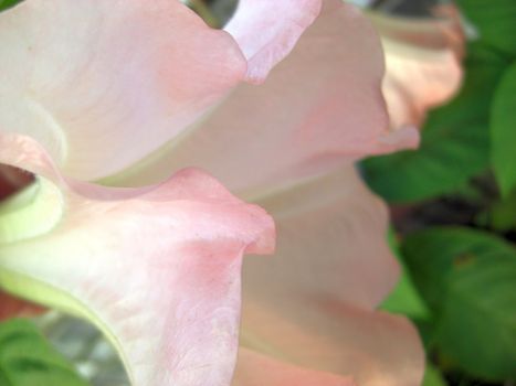 dusky pink blossom of a medical plant which is also a sweet smelling poisonous plant, the botanical denomination is brugmansia versicolor, lateral view