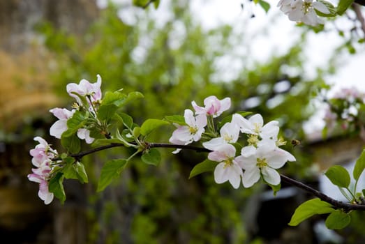 A fresh sprig of white spring cherry blossom