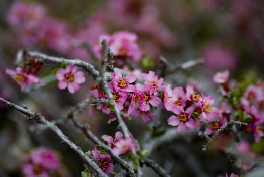 A fresh sprig of pink spring cherry blossom