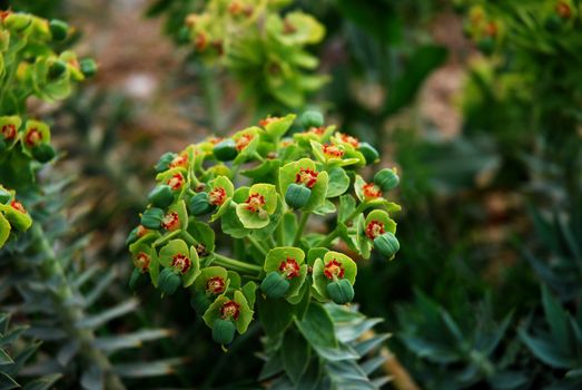 Prickly Pear cactus in bloom,Silifke,Mersin,Turkey