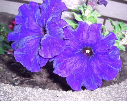 two conjoined petunias