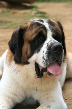 saint bernard dog panting due to summer heat
