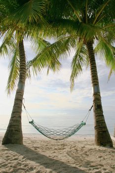 hammock at the beach hanging between two coconut trees
