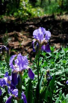 Morning light on a beautiful Wild Iris along the shore of a Suthern Silifke Lake