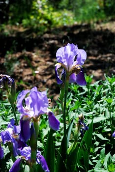 Morning light on a beautiful Wild Iris along the shore of a Suthern Silifke Lake