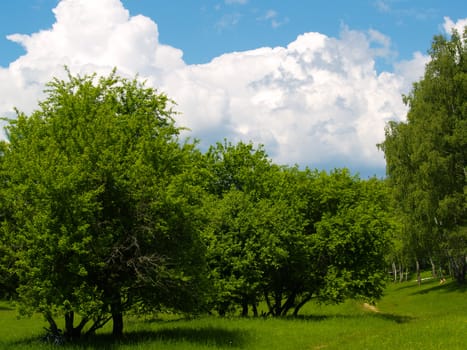Summers landscape with green trees and white clouds    