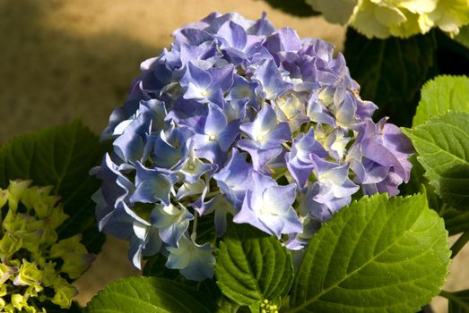 Close-up of a cluster of purple hydrangea in the spring.