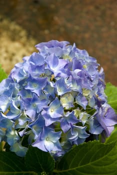 Close-up of a cluster of purple hydrangea in the spring.