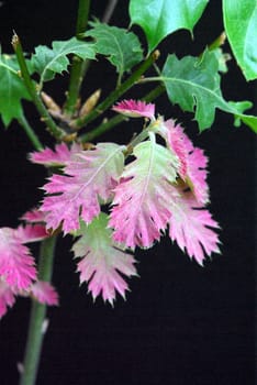 New Oak leaves with a red coloring.