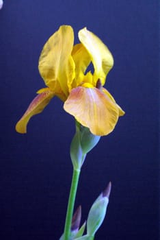 Yellow colored  iris on a sunny spring day