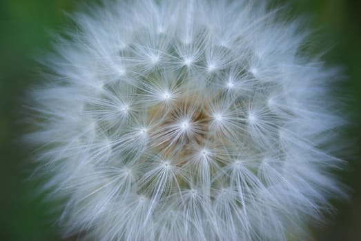 A single giant dandelion seed head.