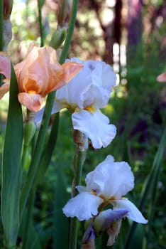 White and peach colored  iris on a sunndy spring day