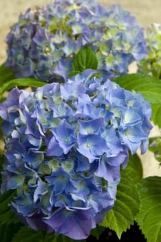 Close-up of a cluster of purple hydrangea in the spring.