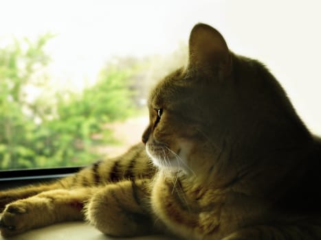 cat looking at window
