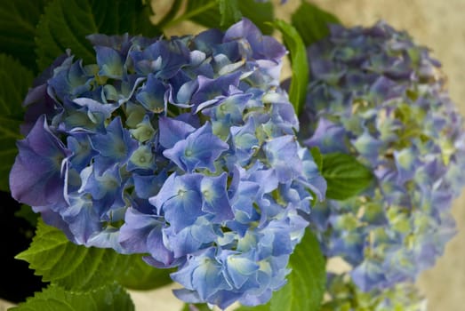 Close-up of a cluster of purple hydrangea in the spring.