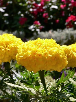 garden yellow carnations