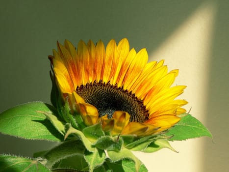 sunflower turns towards the sun