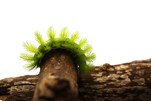 A creepy and spiky green caterpillar (Costa Rican Hairy Caterpillar)