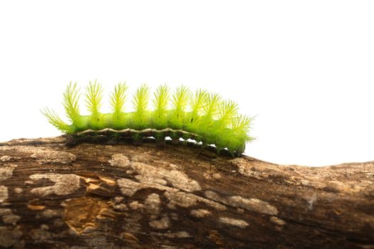 A creepy and spiky green caterpillar (Costa Rican Hairy Caterpillar)