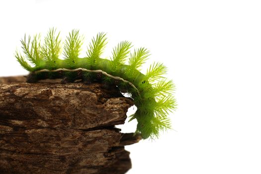 A creepy and spiky green caterpillar (Costa Rican Hairy Caterpillar)