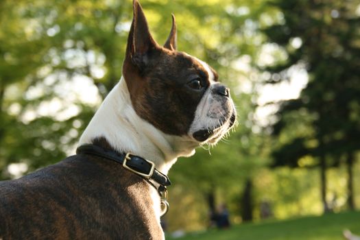 Boston terrier dog