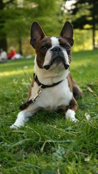 Boston terrier dog