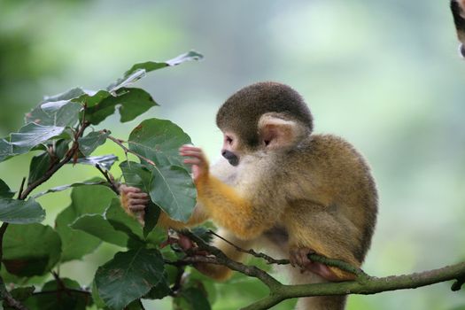 Young squirrelmonkey looking in the tree for someething to eat